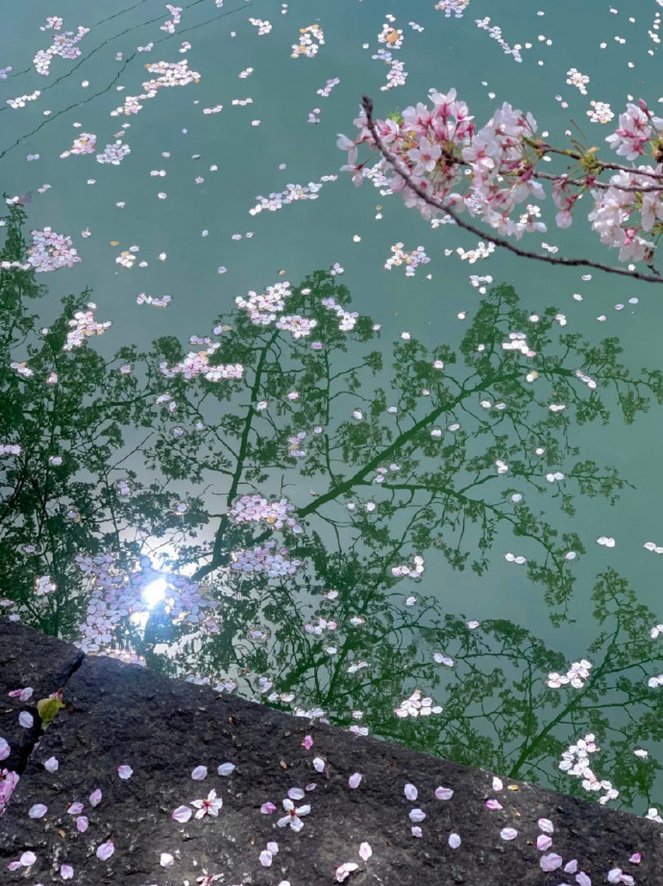 樱花雨 | 是梦中的那一场浪漫吧