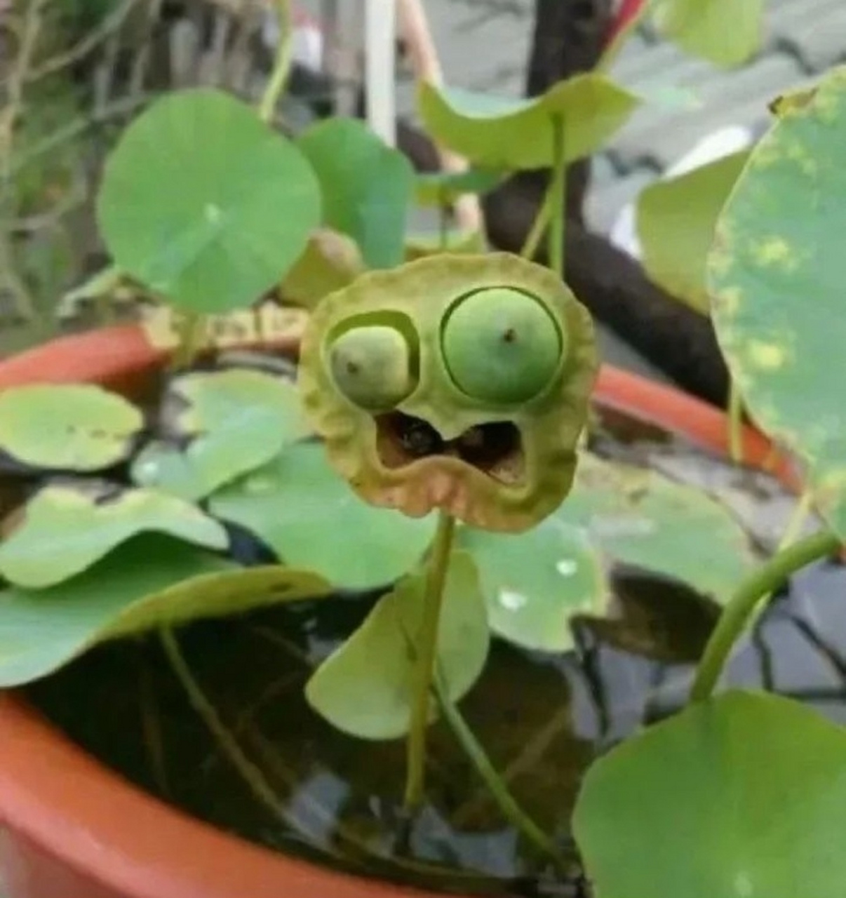 搞笑:这两株植物长得真奇怪#幽默# #搞笑# #趣图搞笑