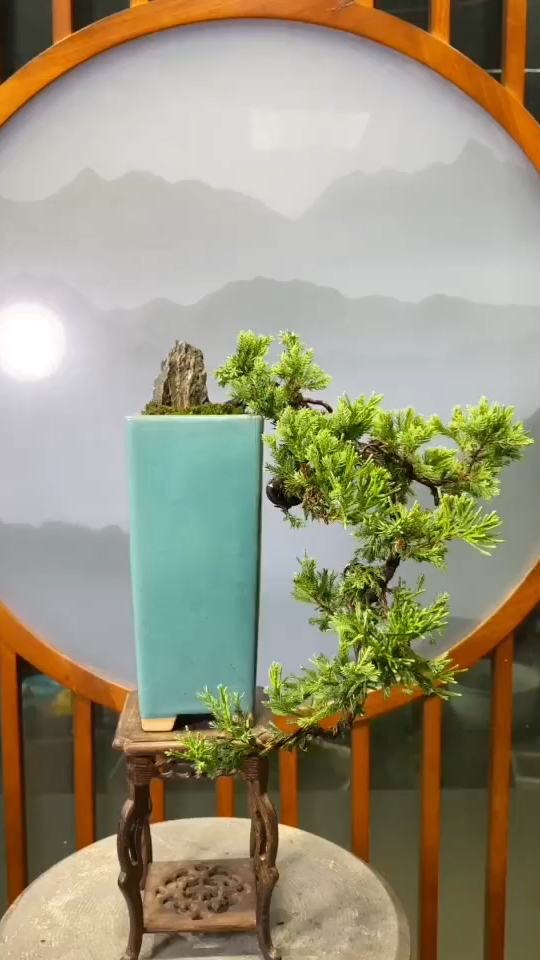 新西兰真柏,桌面小精品,高26cm,冠幅30cm-度小视