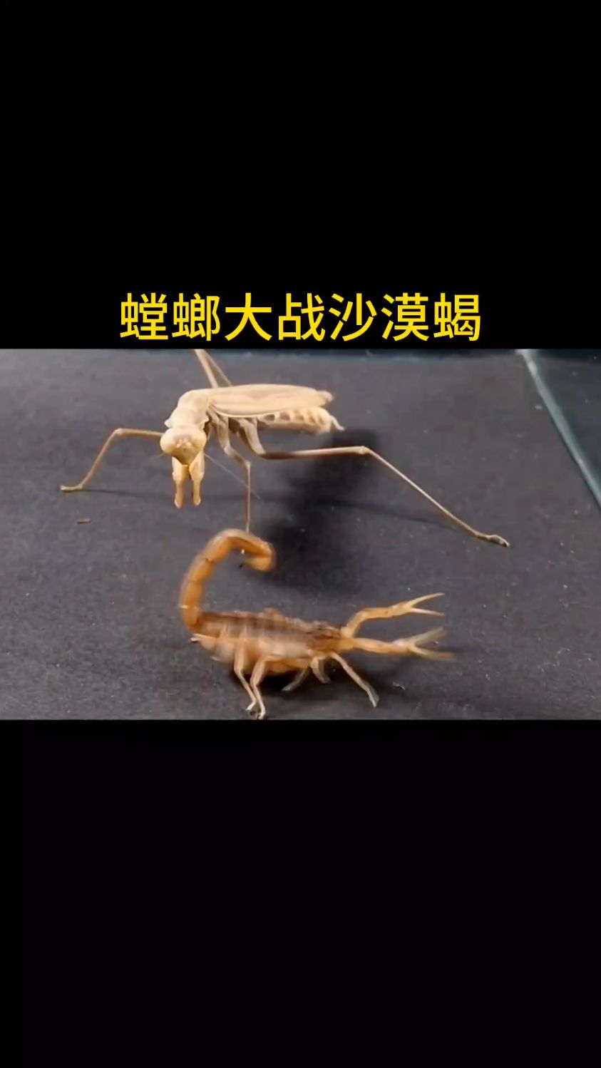 螳螂大战沙漠蝎子
