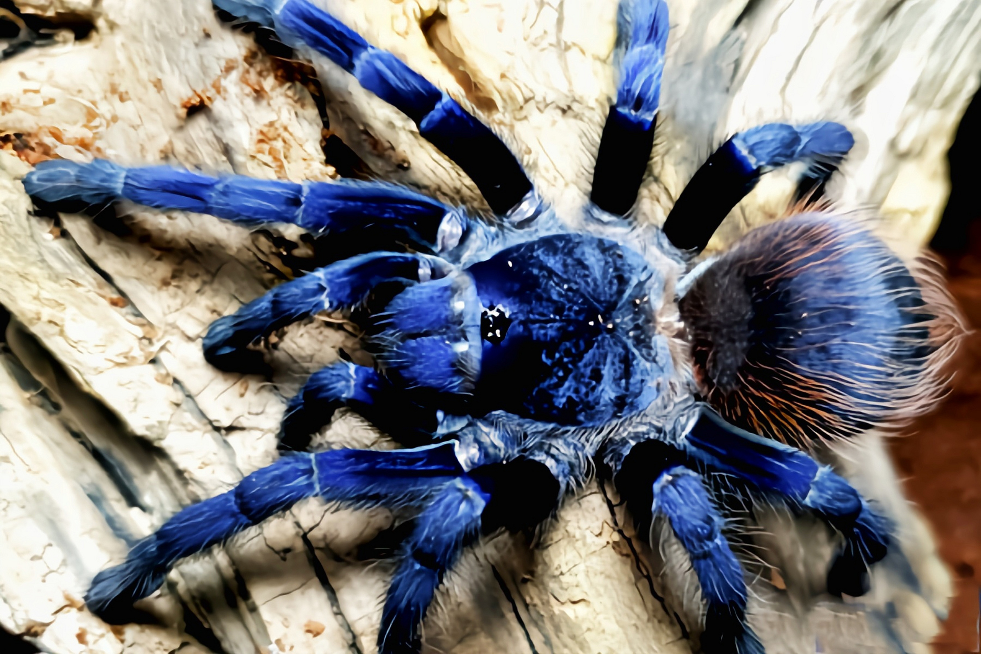 每天认识一种动物——巴西大蓝蛛 巴西大蓝蛛别名蓝色狼蛛,巴伊亚蓝蛛