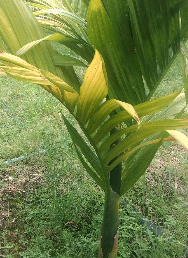 海南槟榔黄化病的危害