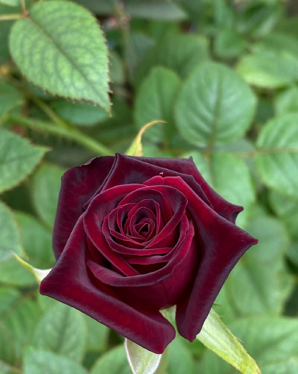 黑丝绒玫瑰 午夜精灵! 676767