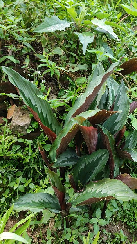 活血止血的土田七