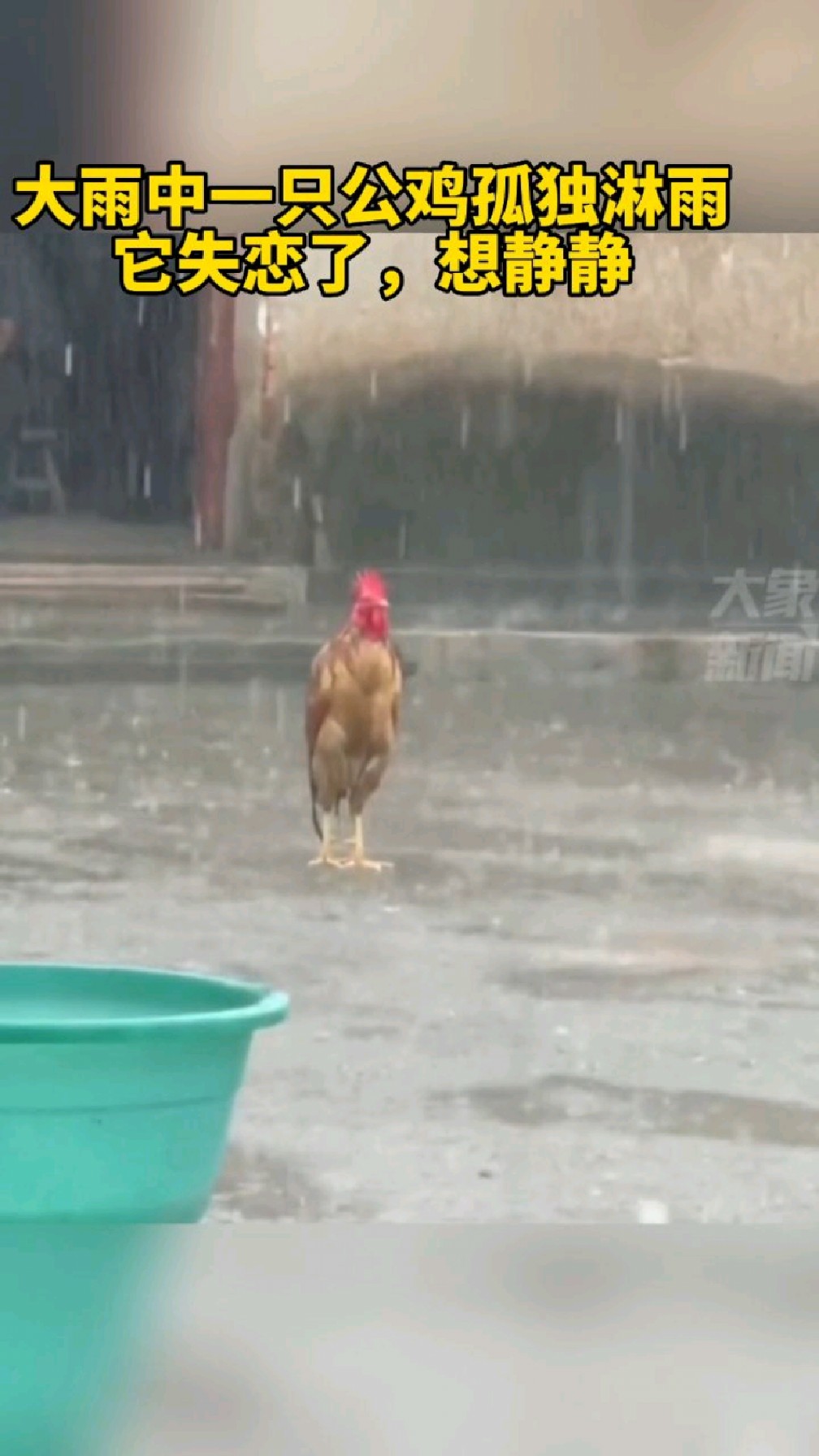 雨中护鸡图图片