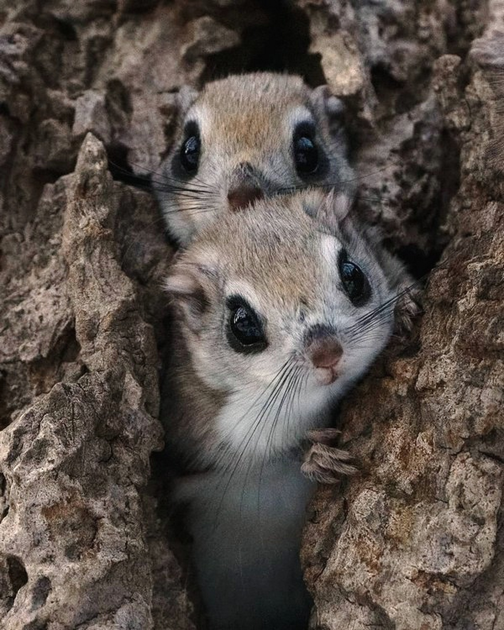 one,two,three,3只可爱的小飞鼠.#动物趣图