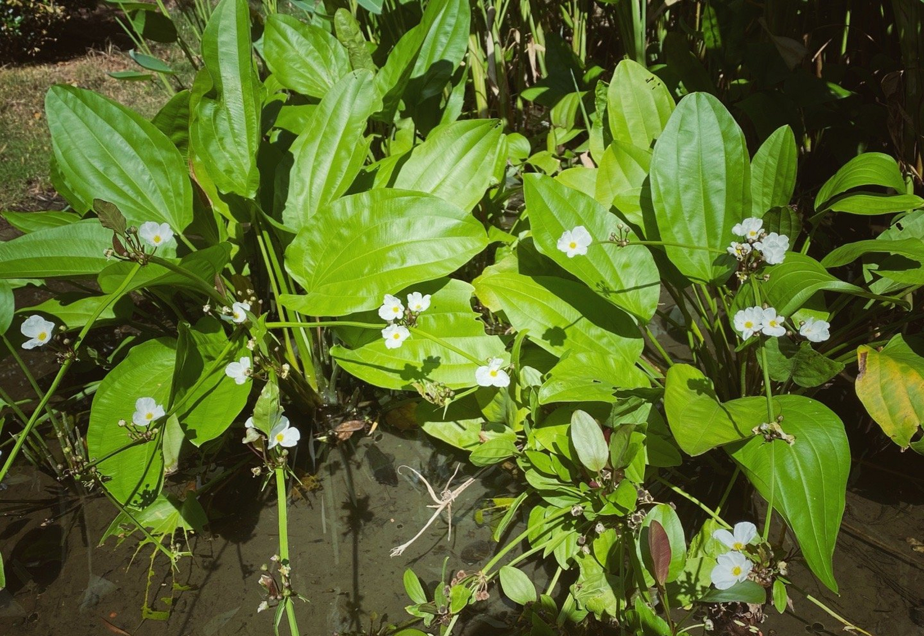 泽泻.叶子分沉水叶和挺水叶.