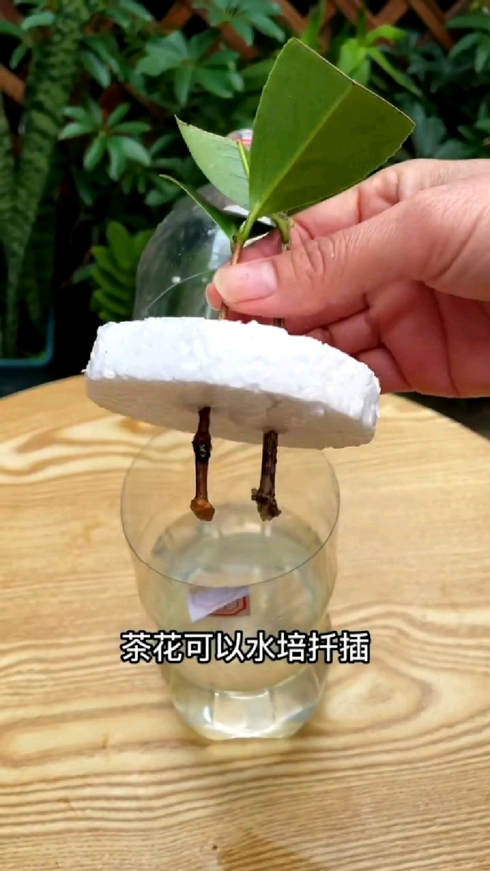 茶花漂浮扦插法,生根超级快