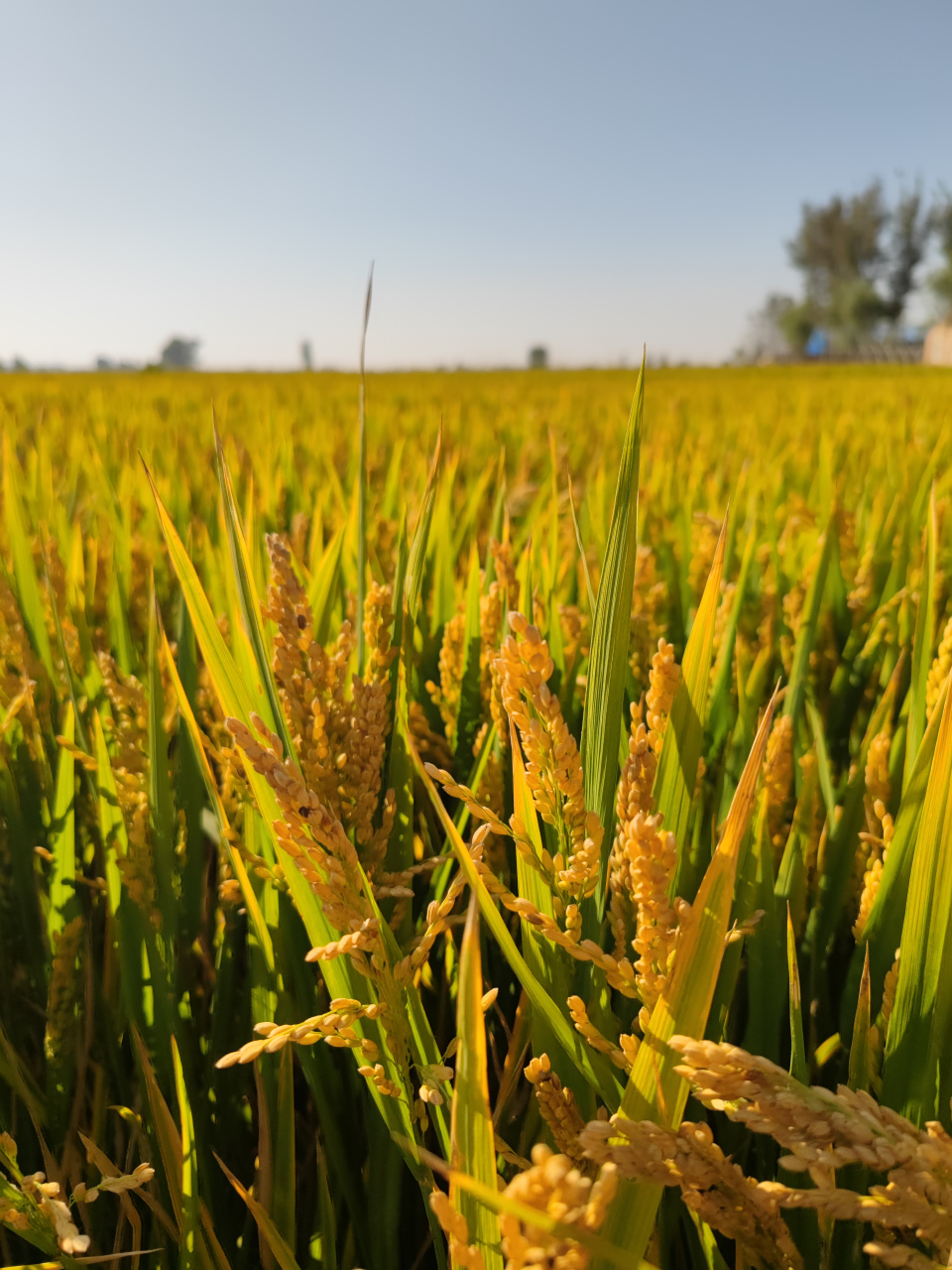 原阳大米,水稻之乡#分享秋日好天气# #百万创作者计划