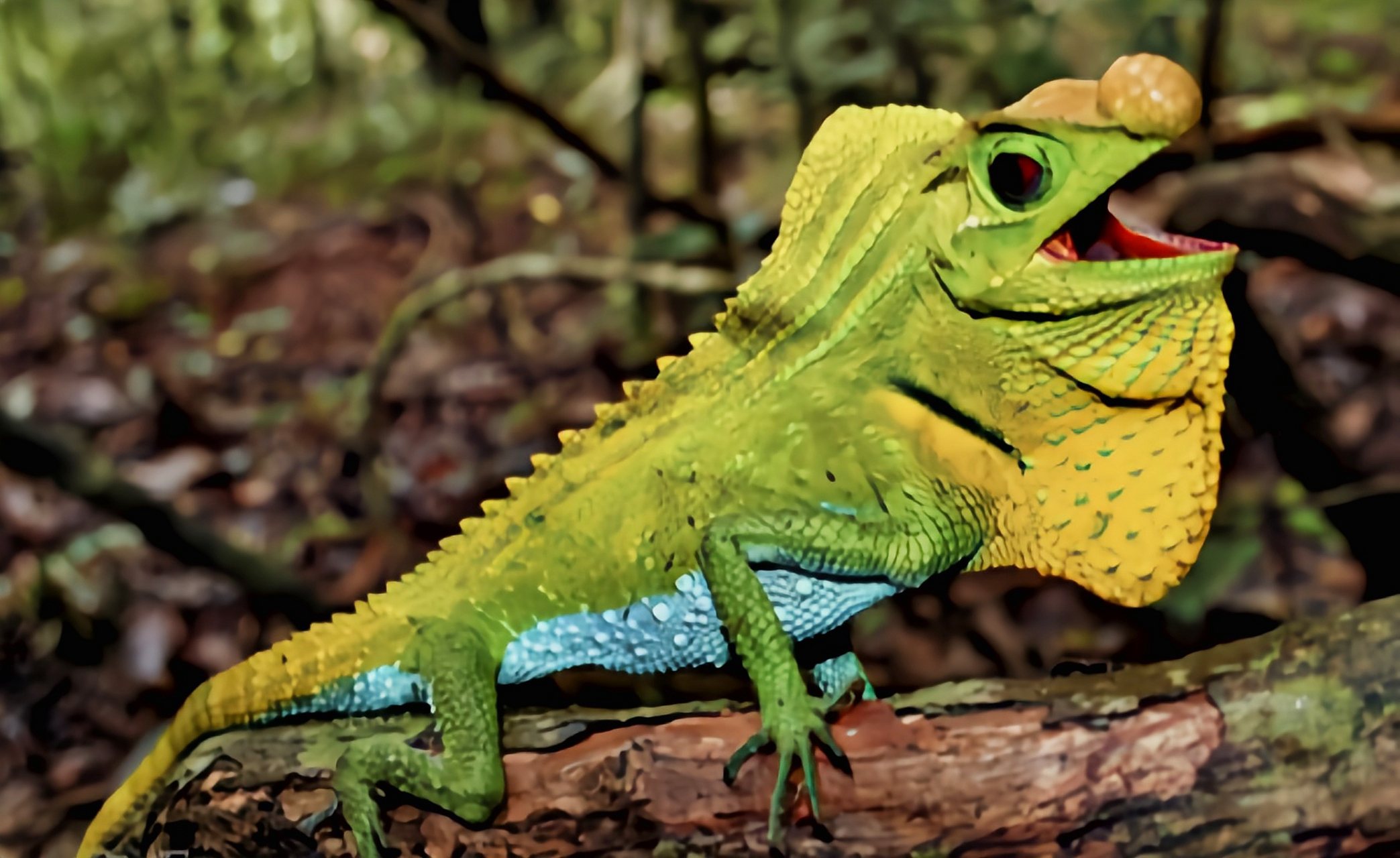 每天认识一种动物——琴头蜥 琴头蜥是斯里兰卡特有物种濒临灭绝.