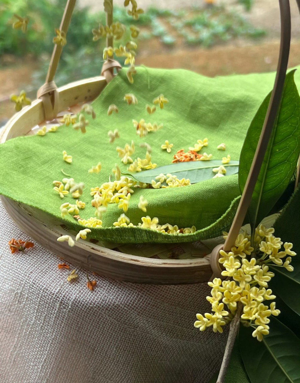 谢懋霜天晓角桂花图片