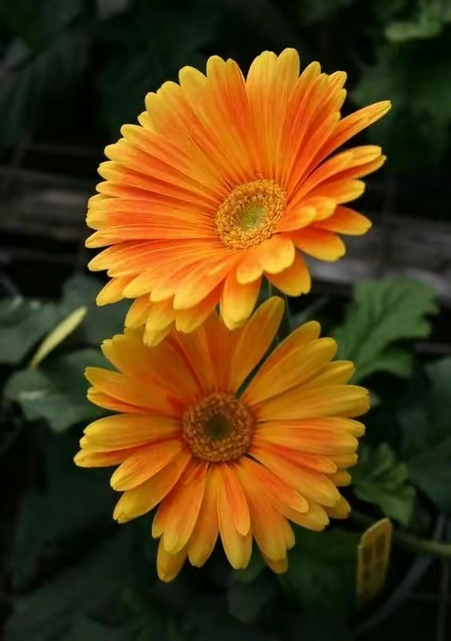 太阳菊也叫小雏菊,它有很多不同的品种,颜色也很多