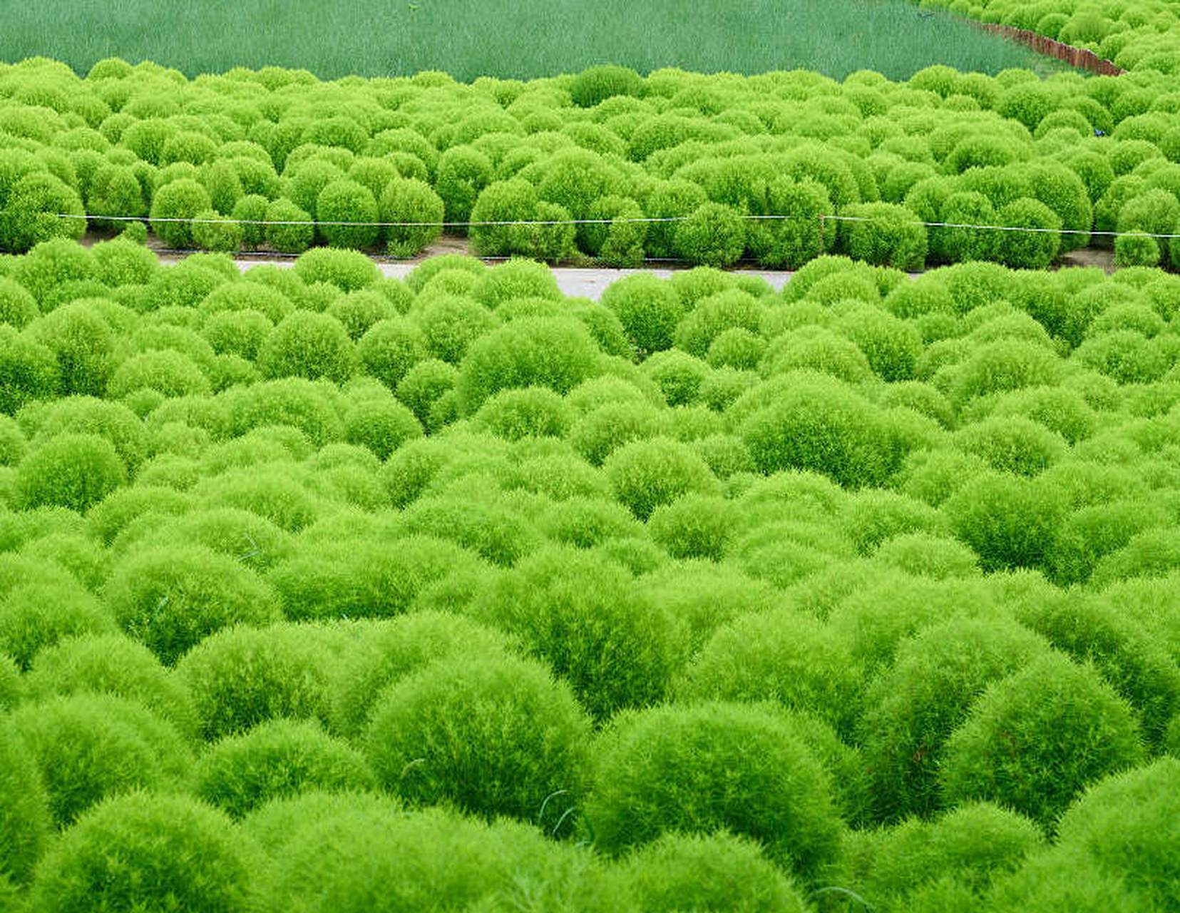 日本地肤公园图片