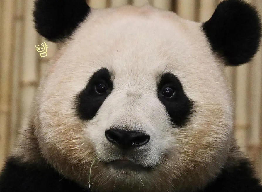 大熊猫福宝将于明年7月回国,被饲养员当亲孙女宠,网友呼吁续签