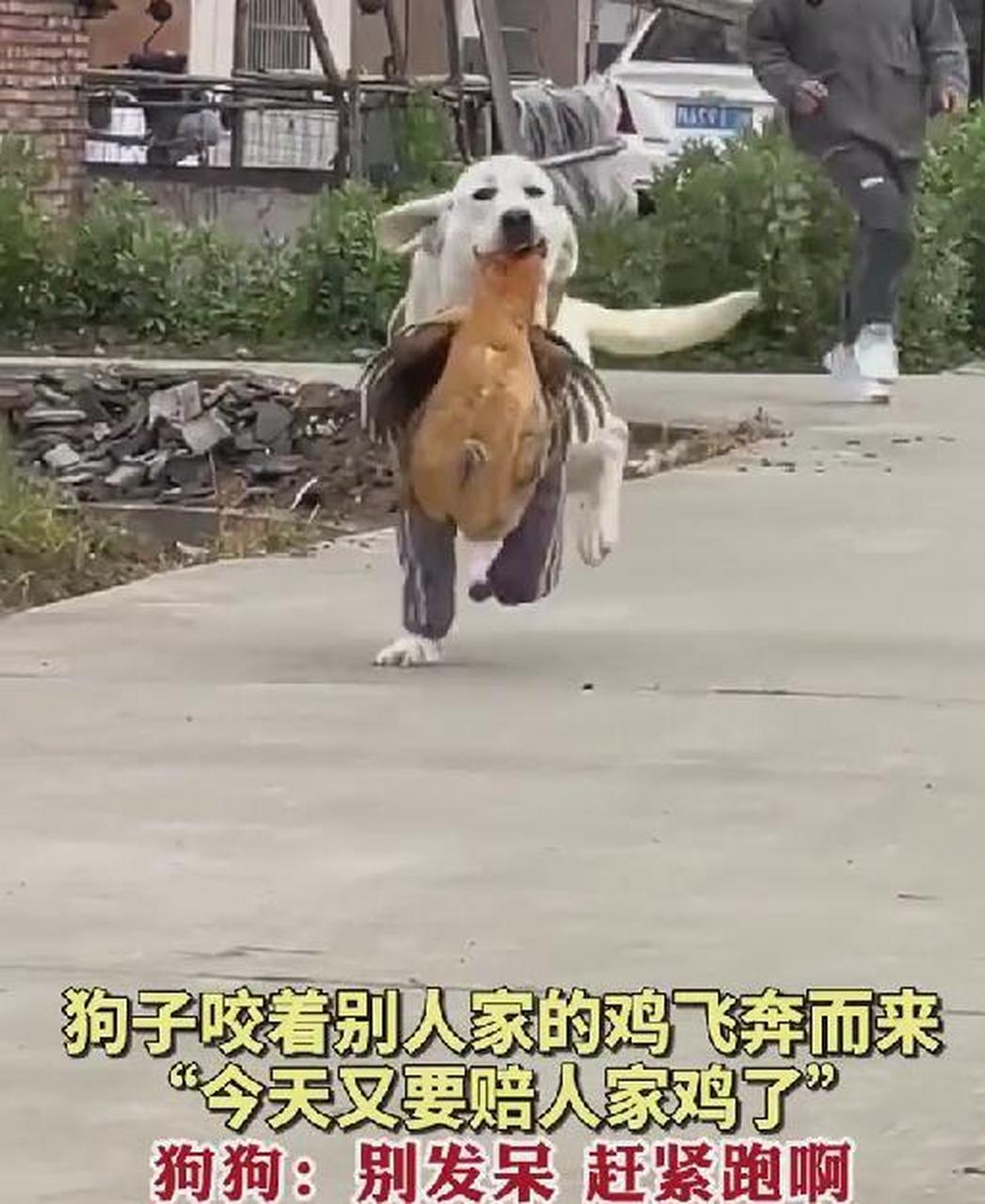 鸡了狗子图片