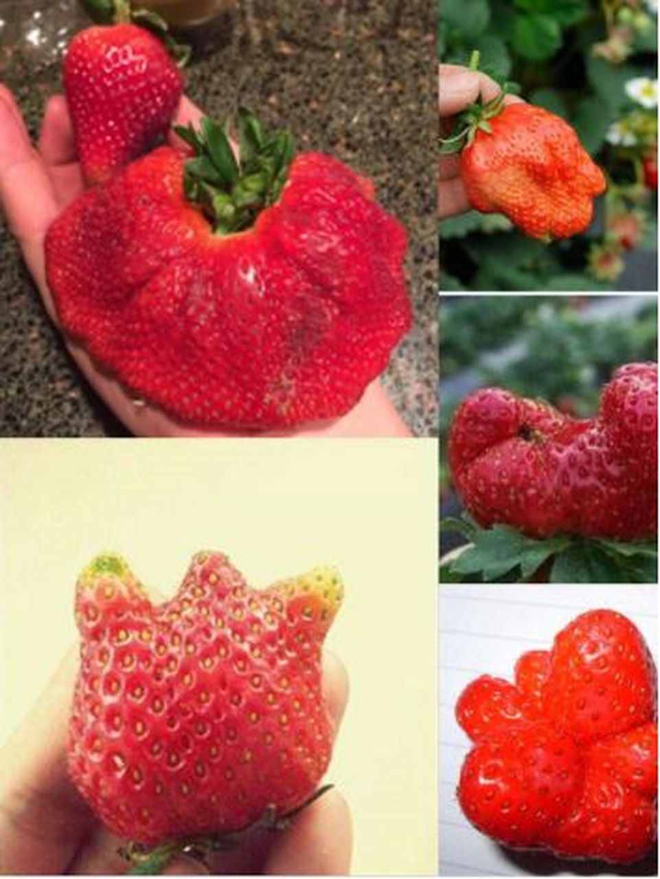 现在草莓好多奇形怪状呀,有人说是打了激素或者打了膨化剂,也有人说是