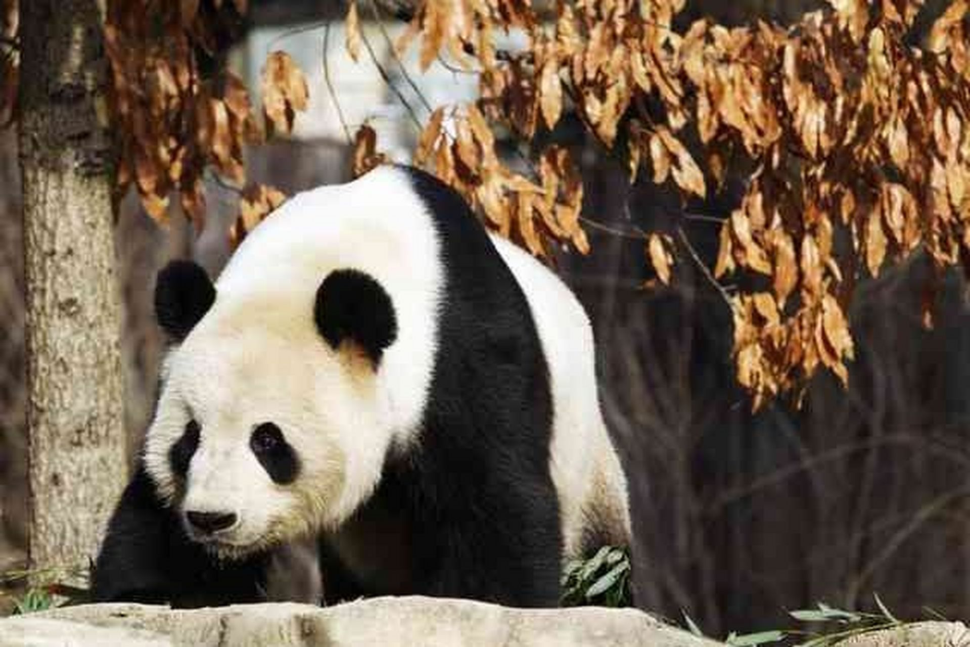 玲玲和她的伴侣兴兴icon也是第一对合法来到美国的大熊猫.