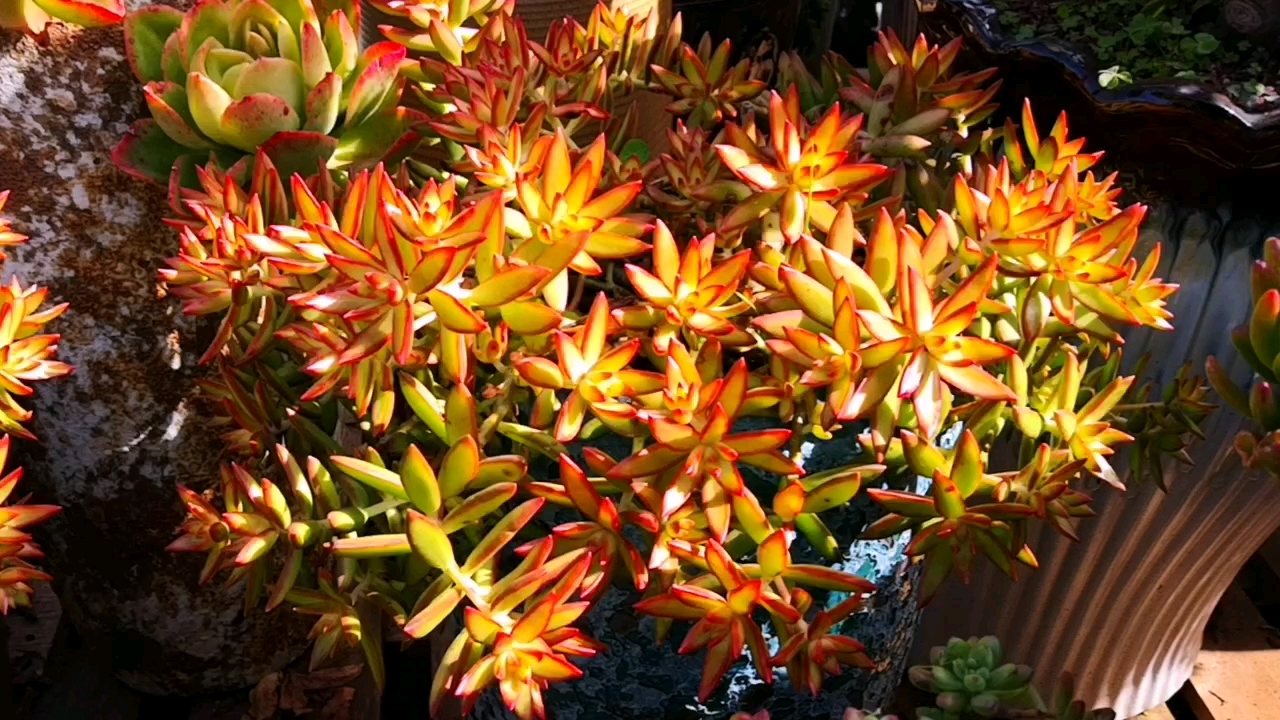 红太阳多肉养殖方法