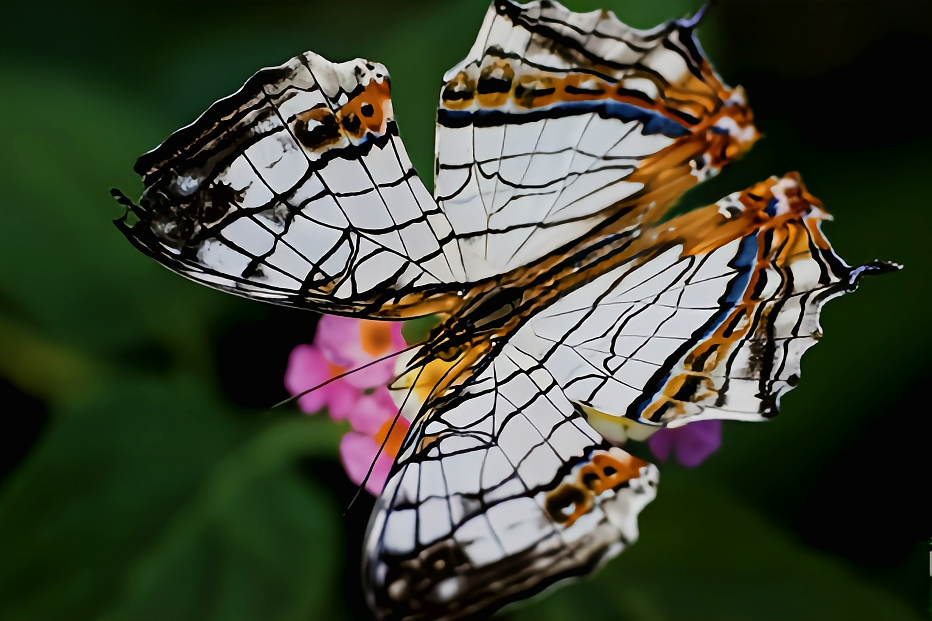 每天认识一种昆虫——丝纹蛱蝶 丝纹蛱蝶别名网丝蛱蝶,是鳞翅目,蛱蝶