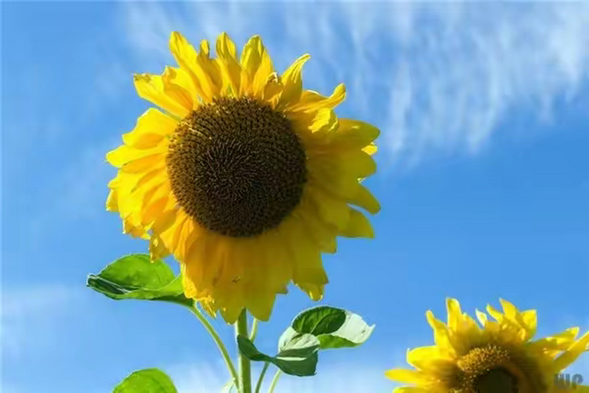 早上好,我为你带来清晨的第一缕阳光,愿你像阳光一样夺目耀人,我为你