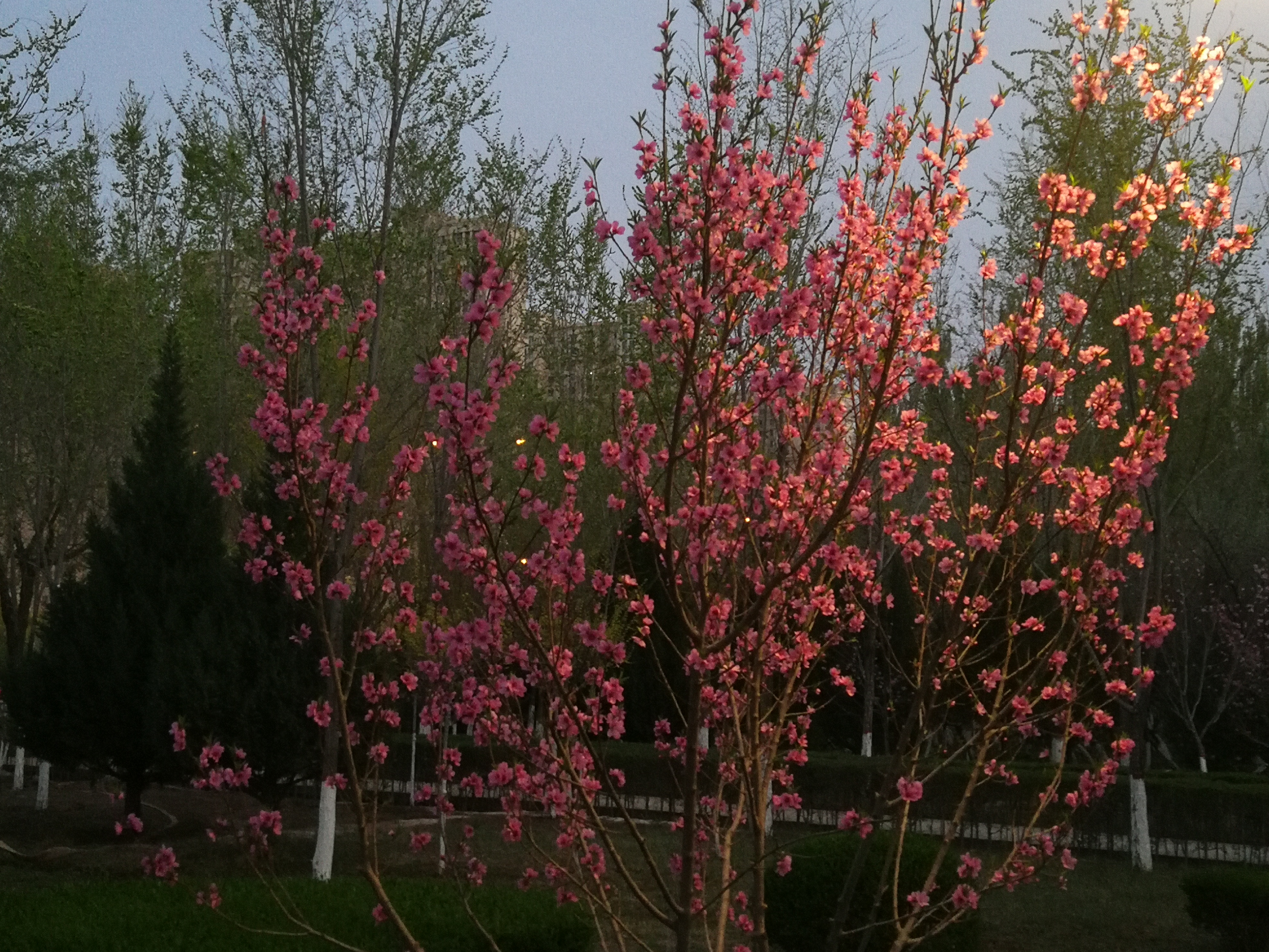 春风一笑花千树图片