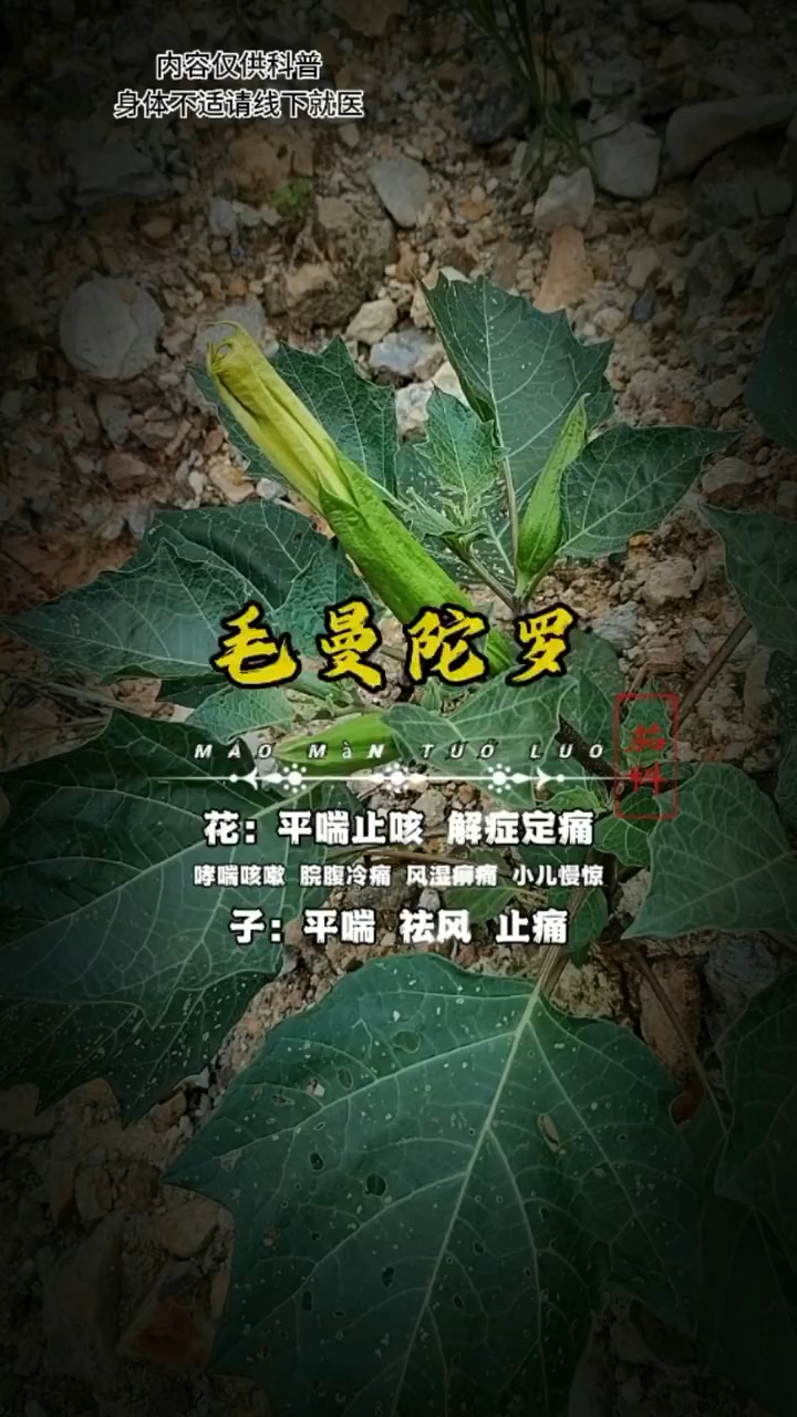 毛曼陀罗,在野外看见,千万别碰它