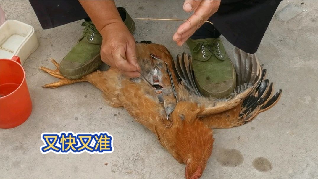 农村阉鸡师傅手法好,一分钟阉一只鸡,妹子带大家看全过程