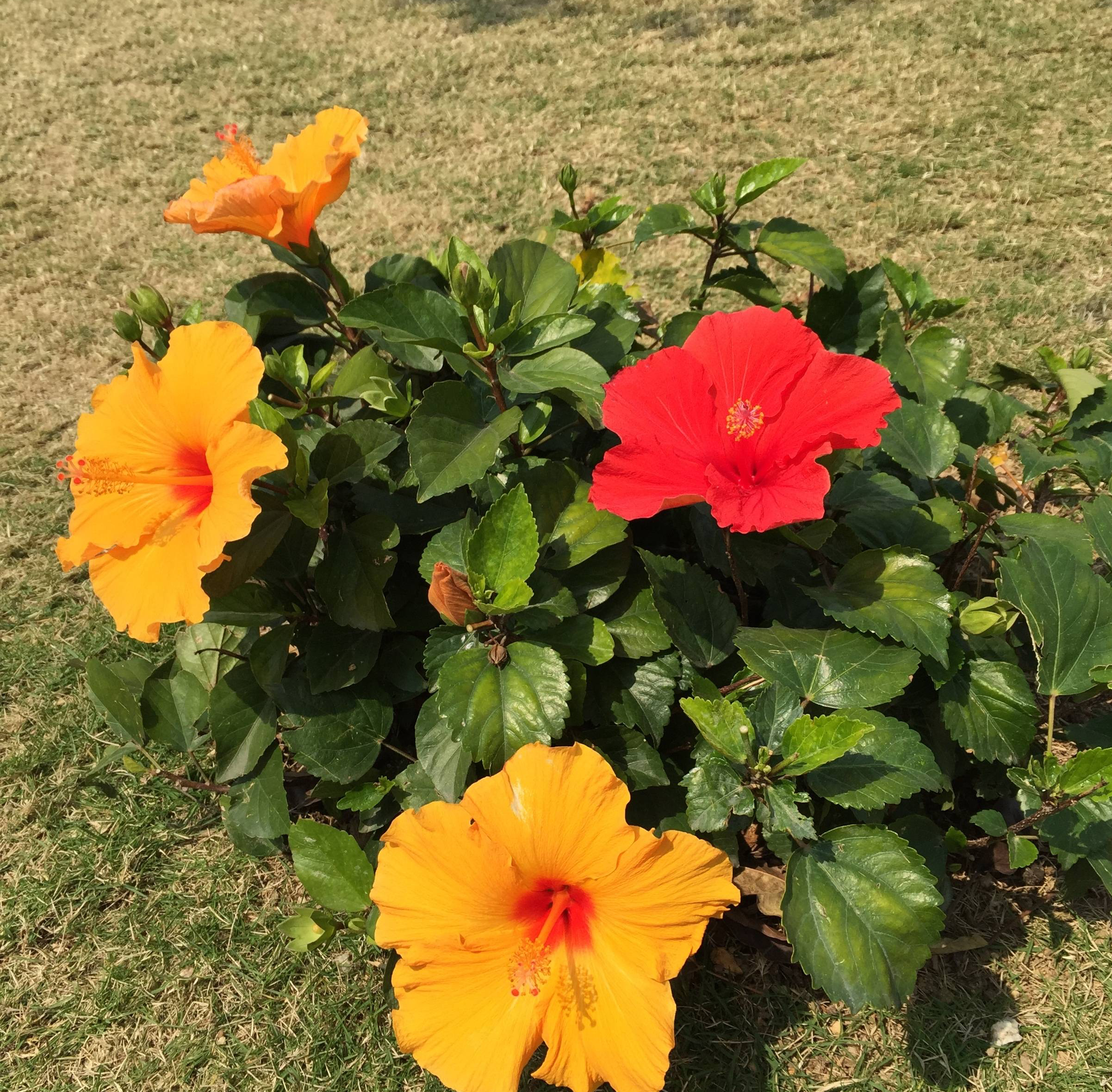 7种"漂亮花",属于长日照花卉,越是多晒太阳,越是开花狂