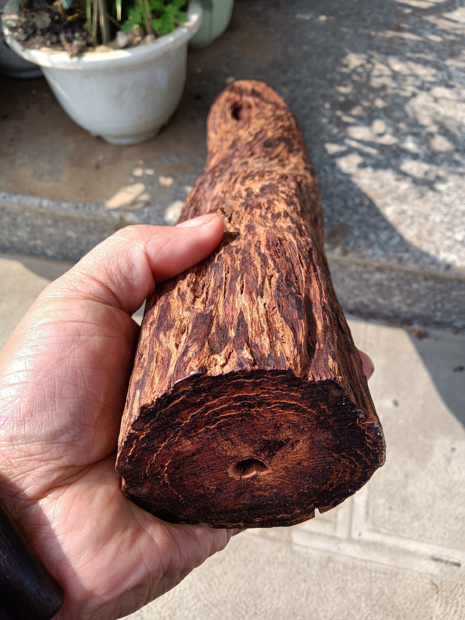 秀一波降真香的图片