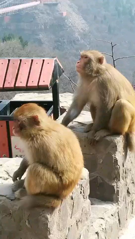 神农山的猴子们(比山贼还横)