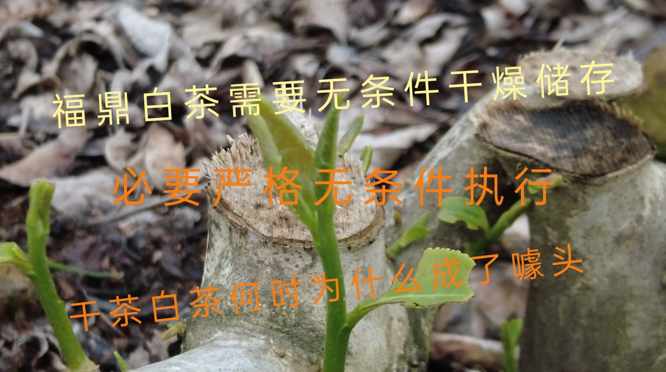 08年福鼎大白茶价格