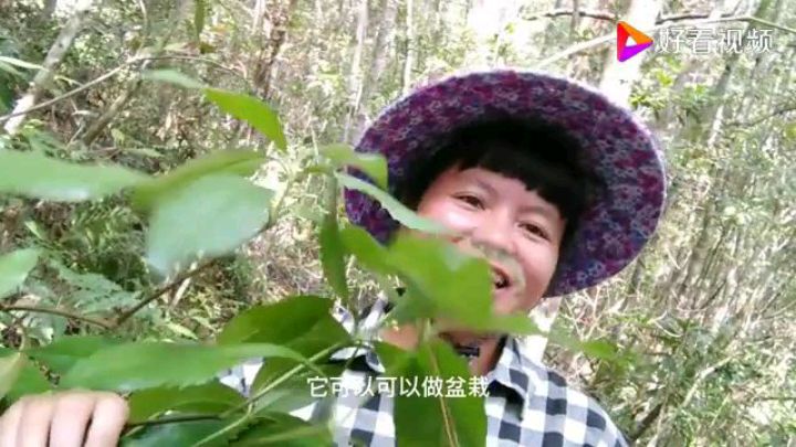您认识这种植物吗?它的价值?让我们一起走进森林,来了解它……