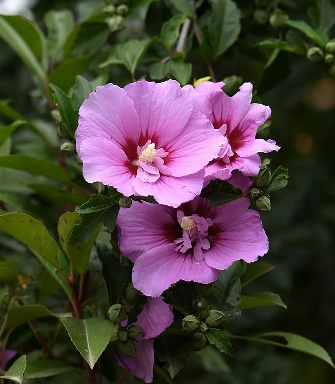 木槿(hibiscus syriacus),锦葵科木槿属.摄于山东烟台.