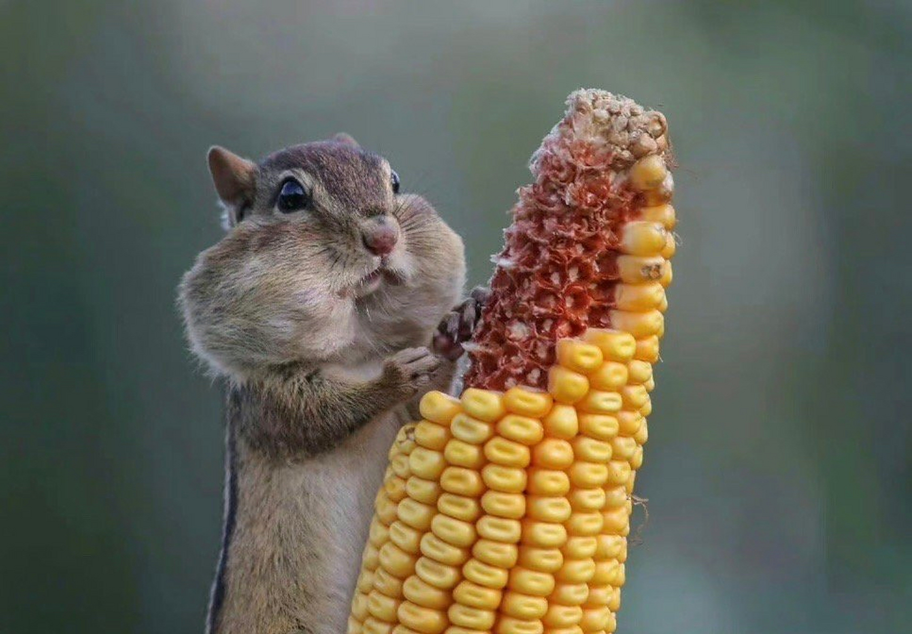 搞怪的动物世界纪录[哟][吃鲸][比心]