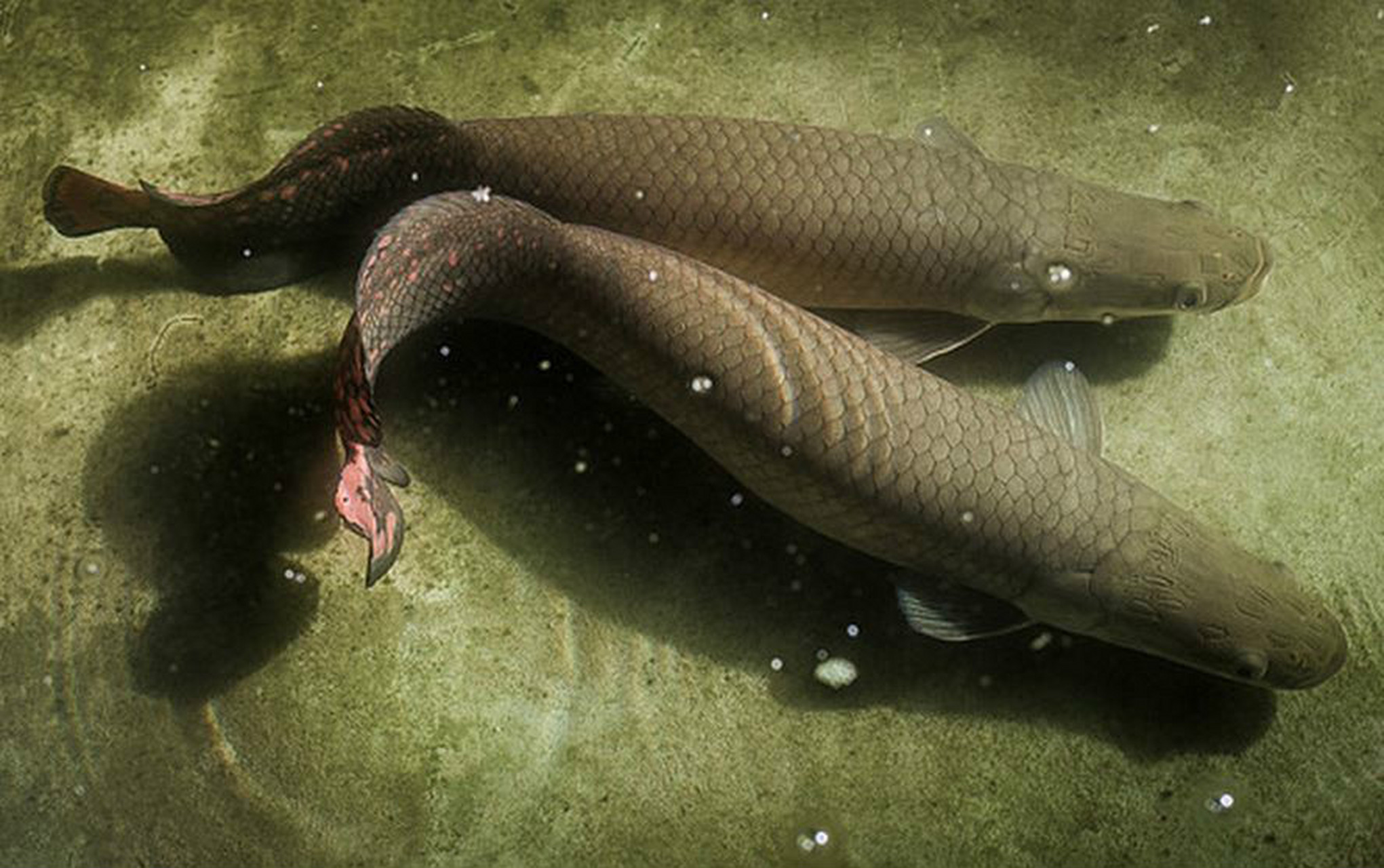 巨骨舌鱼(学名:arapaima gigas):是辐鳍鱼纲,骨舌鱼目,巨骨舌鱼属的