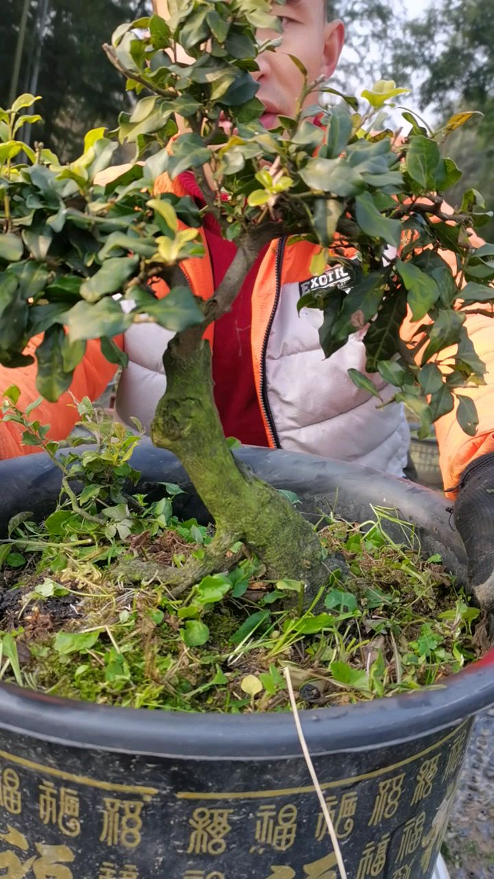 金弹子原生灯泡果老桩