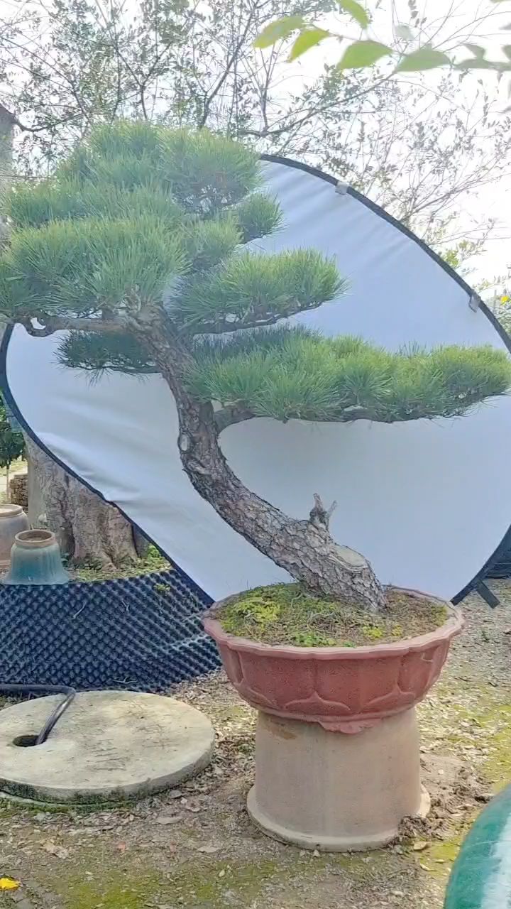 分享一棵精品老桩黑松,迎客造型