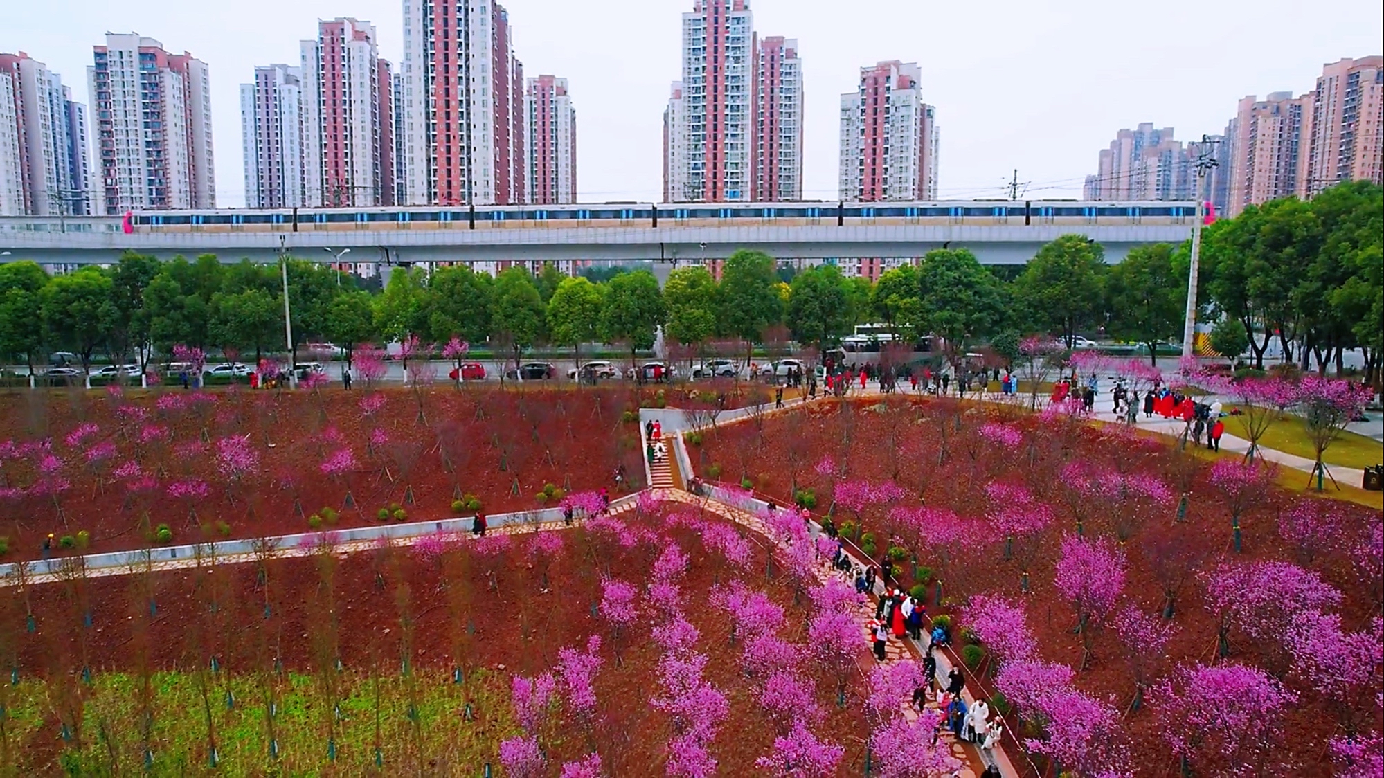 康庄花海图片