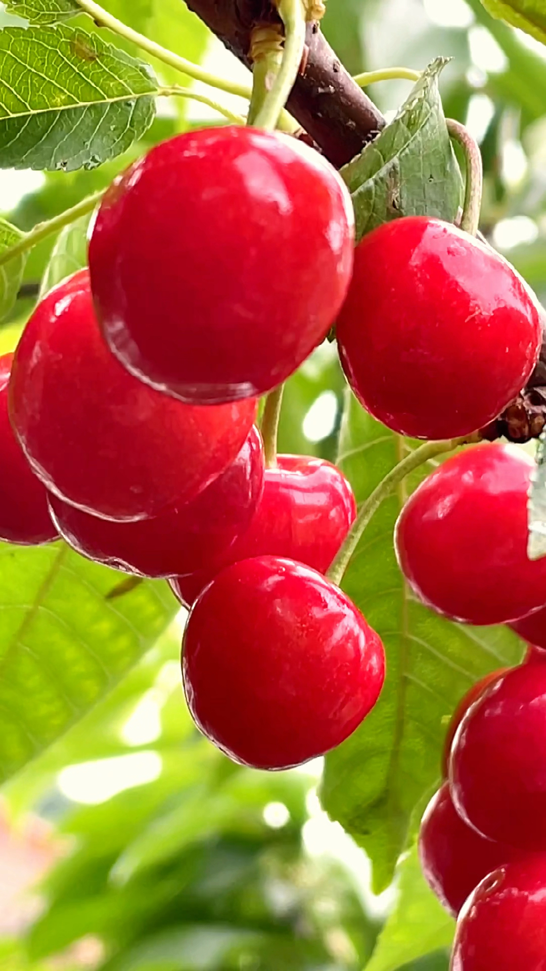 天水大樱桃,珍珠玛瑙般的诱惑!-度小视
