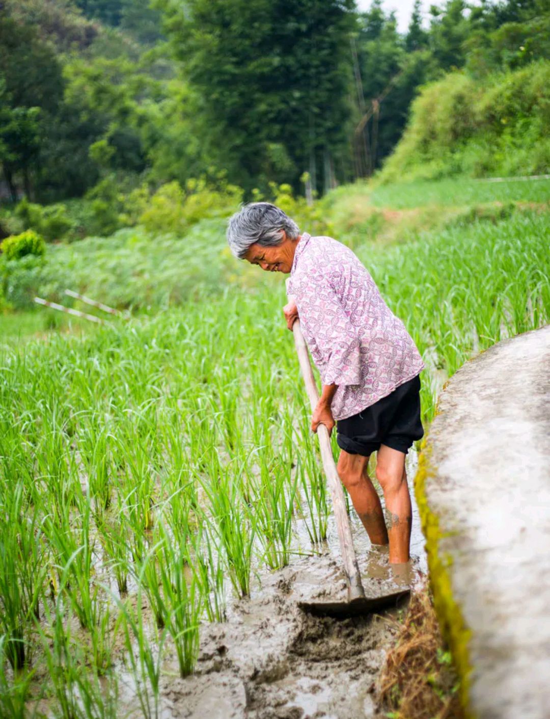 大妈的乡土情怀
