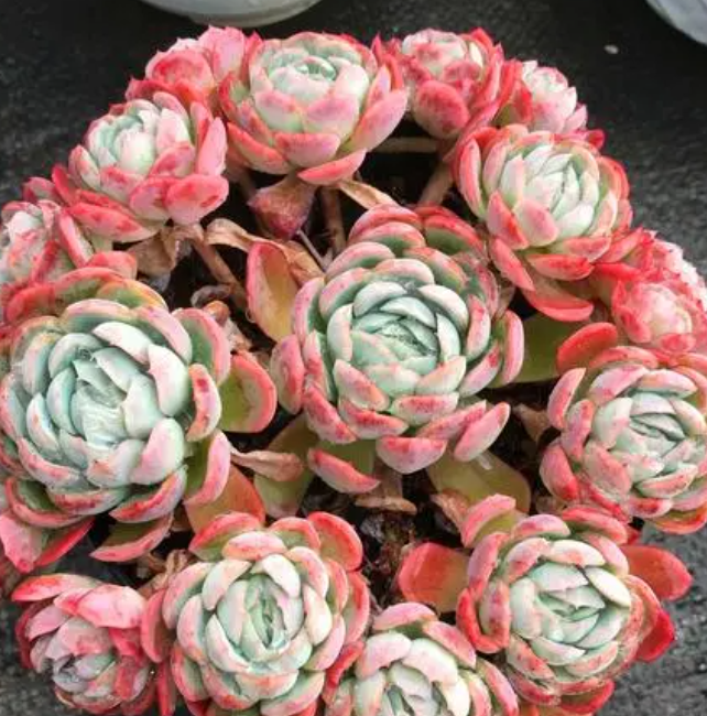 胭脂贝瑞多肉怎么养?