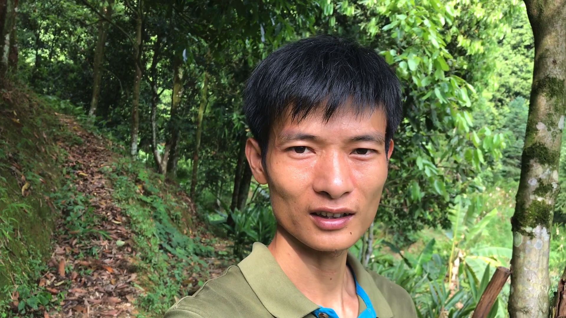 肉桂树也有休树季,我家的肉桂树现在长势喜人