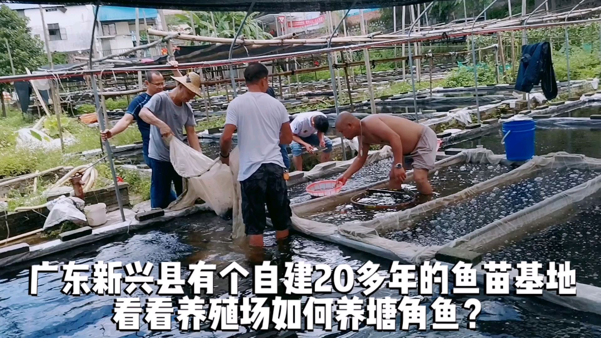 广东新兴县有个自建20多年的鱼苗基地,看看养殖场如何养塘角鱼