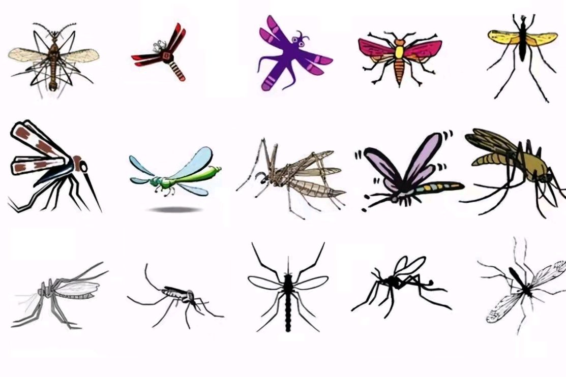 你见过蚊子牙齿吗?分公母种类吗?