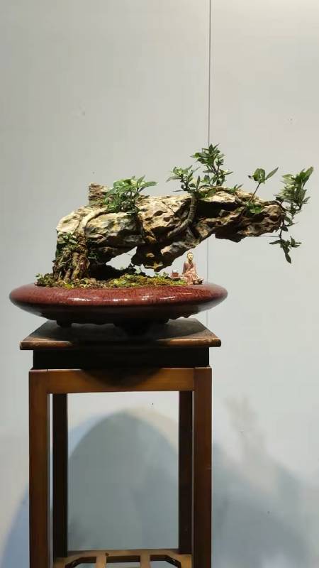 小品附石也能玩出盆景艺术境界,附石栀子花喜欢的朋友可以点赞关注.