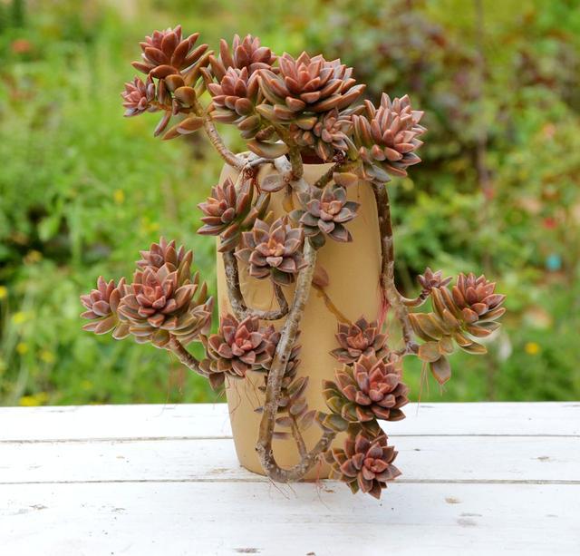 新手养多肉,就养6种"普货多肉",简单养就有状态,满是成就感