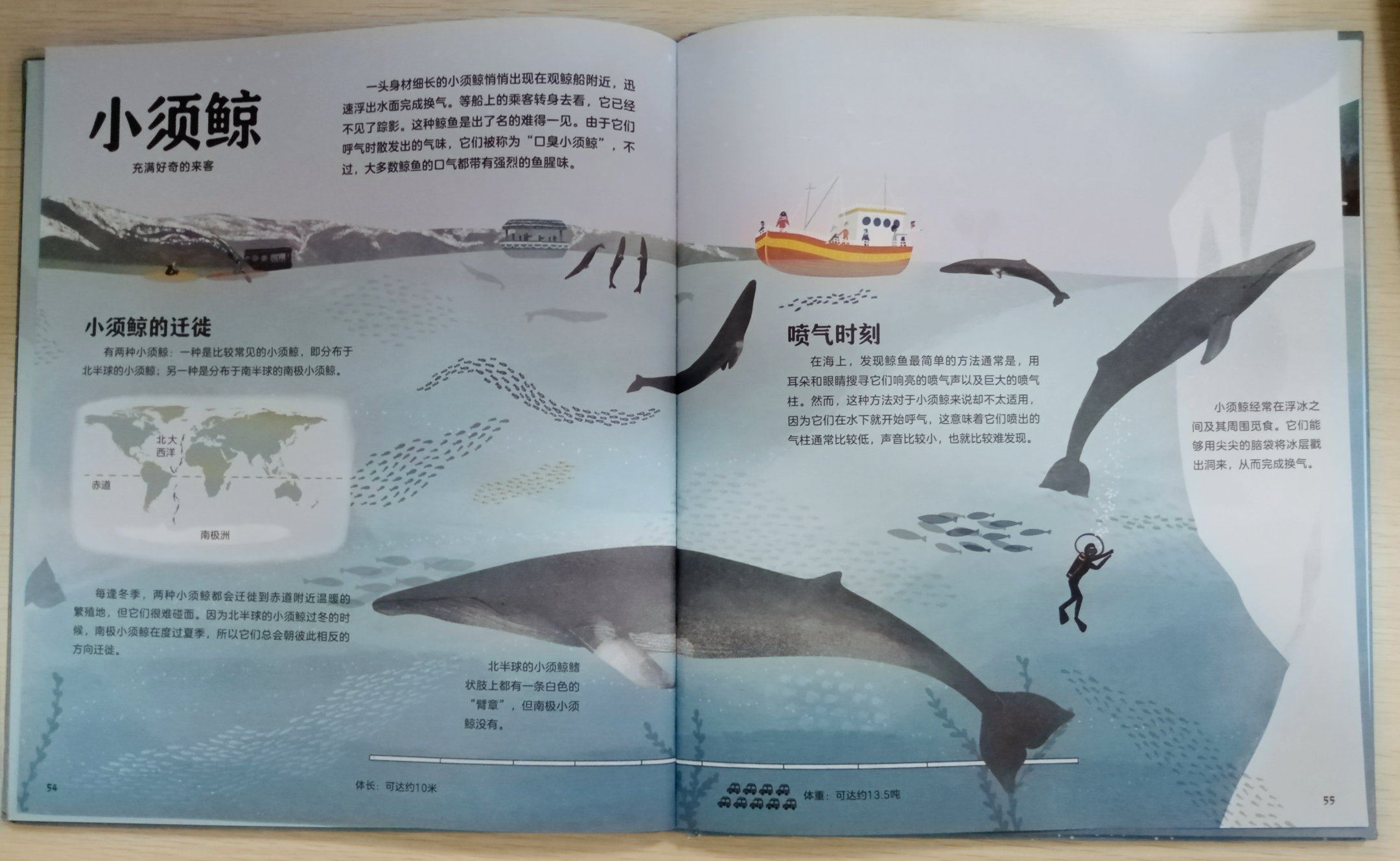 畅游蔚蓝大海  最近给娃入手了一本超赞海洋类科普绘本《鲸鱼的世界》