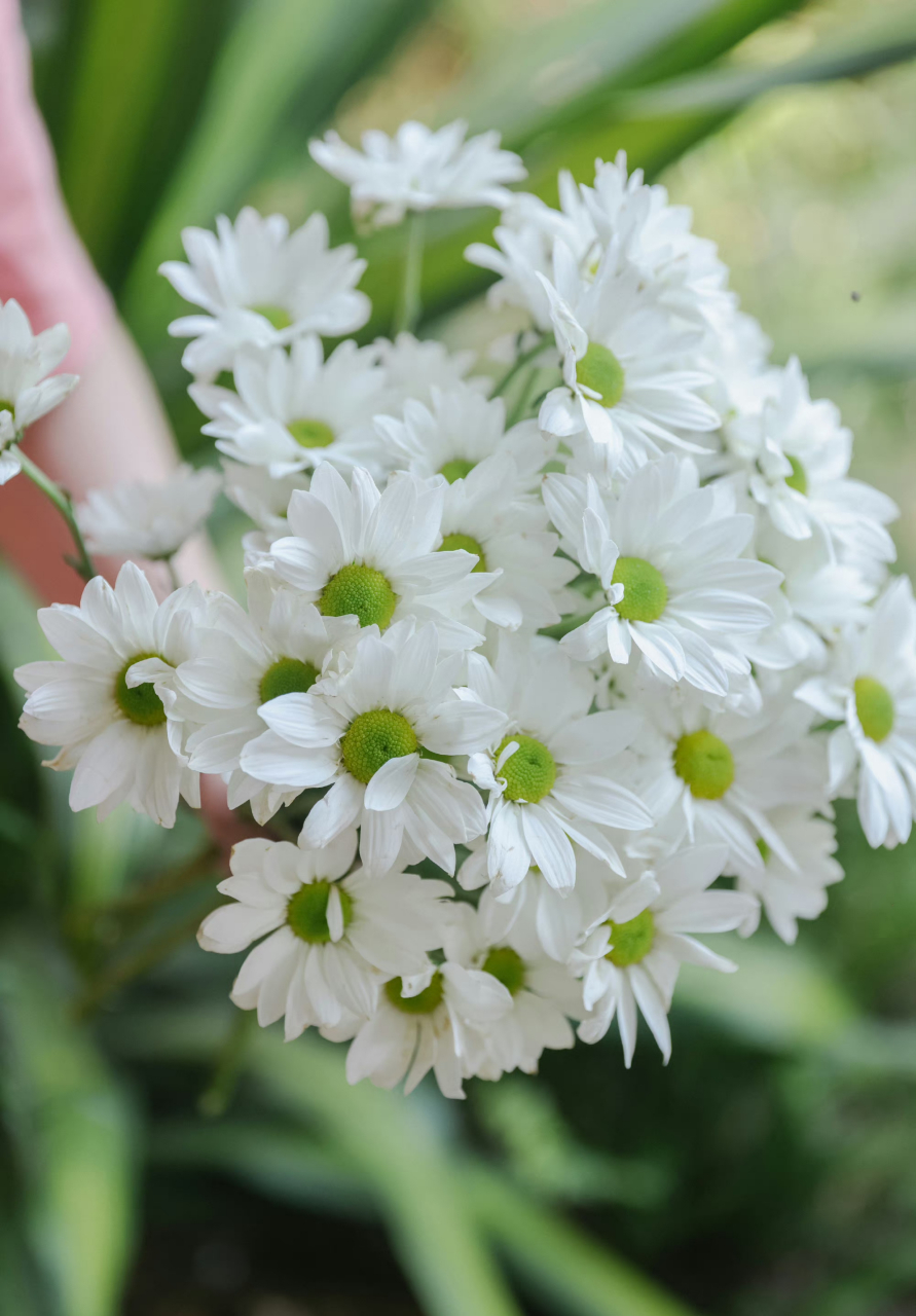 乐作flora|纯洁素雅的索芙特白小菊,清爽了整个初夏 ! ​