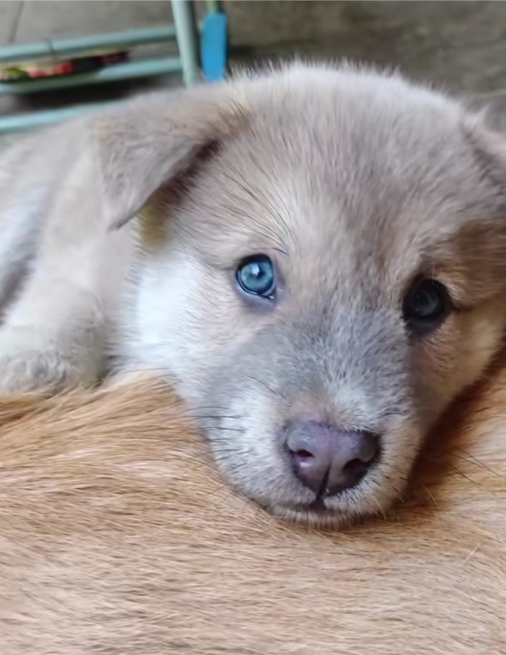 一只蓝色眼睛的小土狗,真的好好看!#中华田园犬