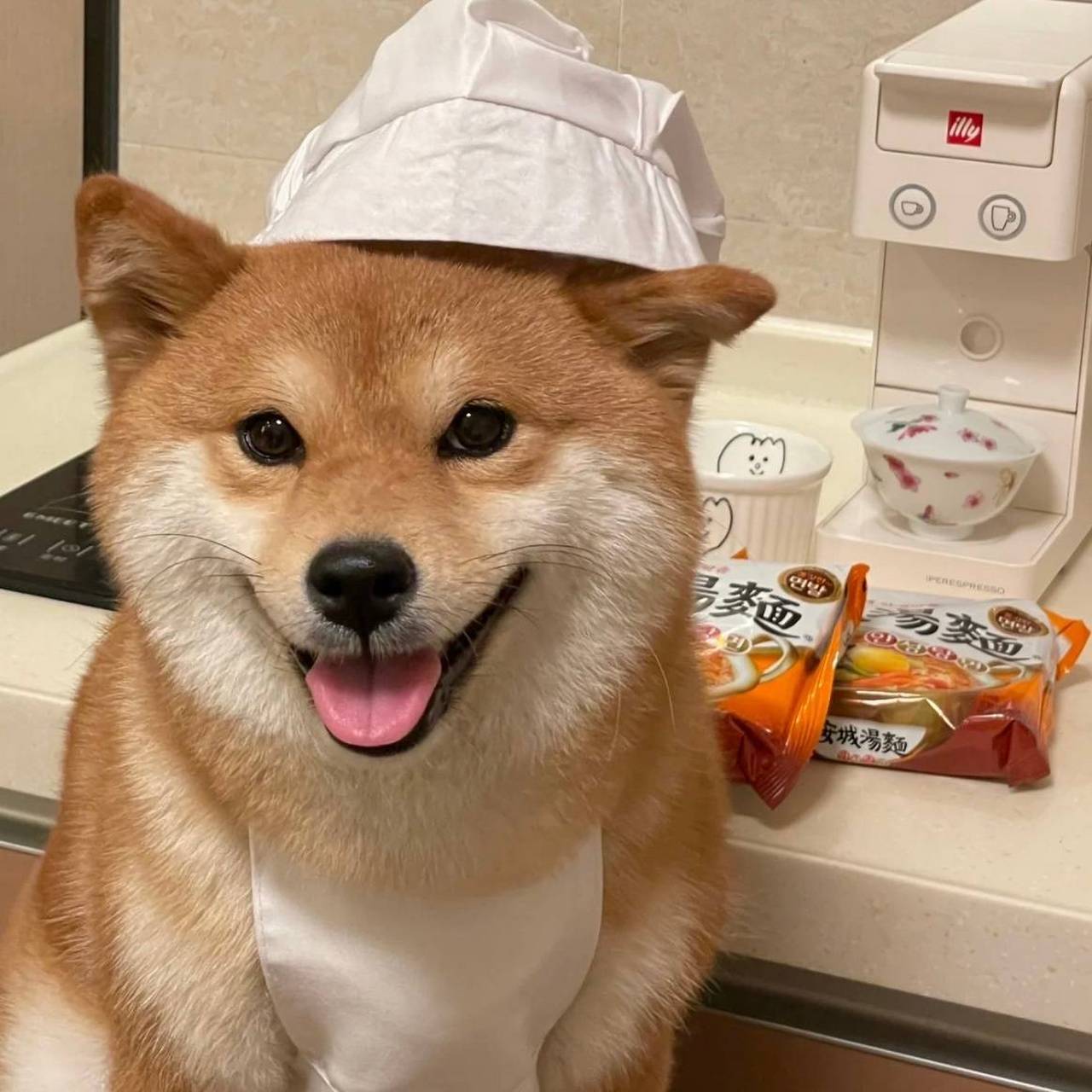 厨师小柴的一天!#狗狗# #狗狗